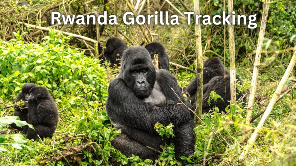 Rwanda Gorilla Tracking, Volcanoes National Park Tours, ASAP Trips